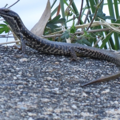 Eulamprus heatwolei (Yellow-bellied Water Skink) at Namadgi National Park - 13 Jan 2021 by SandraH