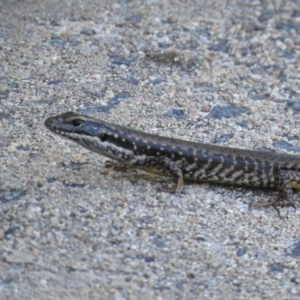 Eulamprus heatwolei at Cotter River, ACT - 14 Jan 2021 08:56 AM