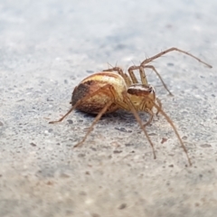 Oxyopes (genus) (Lynx spider) at Holt, ACT - 14 Jan 2021 by trevorpreston