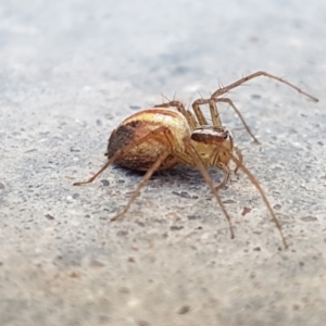 Oxyopes sp. (genus) at Holt, ACT - 14 Jan 2021