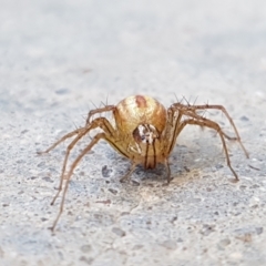 Oxyopes sp. (genus) at Holt, ACT - 14 Jan 2021