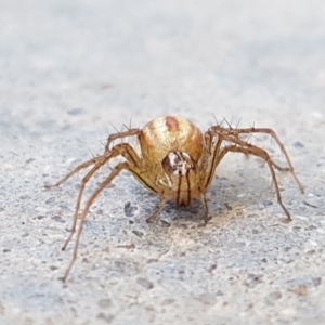 Oxyopes sp. (genus) at Holt, ACT - 14 Jan 2021