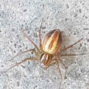 Oxyopes sp. (genus) at Holt, ACT - 14 Jan 2021