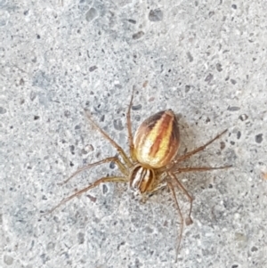 Oxyopes sp. (genus) at Holt, ACT - 14 Jan 2021