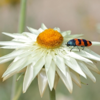 Castiarina crenata (Jewel beetle) at ANBG - 6 Jan 2021 by TimL