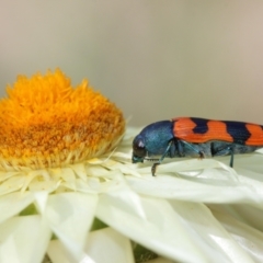 Castiarina crenata at Acton, ACT - 7 Jan 2021