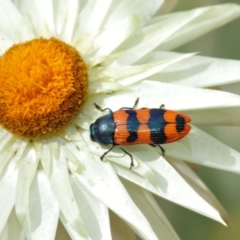 Castiarina crenata at Acton, ACT - 7 Jan 2021