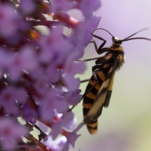 Amata (genus) at Forde, ACT - 10 Jan 2021 10:00 AM