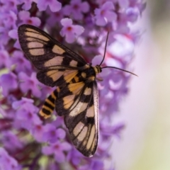 Amata (genus) at Forde, ACT - 10 Jan 2021 10:00 AM