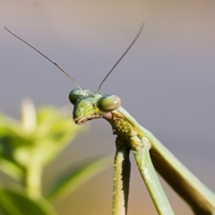 Pseudomantis albofimbriata (False garden mantis) at Forde, ACT - 14 Jan 2021 by dannymccreadie