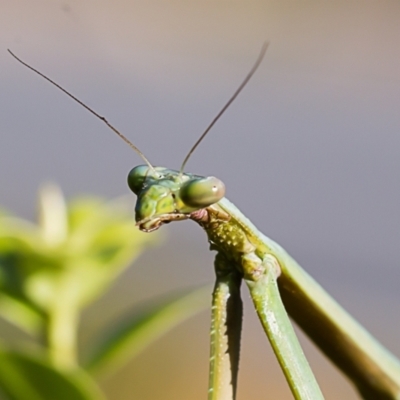 Pseudomantis albofimbriata (False garden mantis) at Forde, ACT - 13 Jan 2021 by dannymccreadie