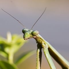 Pseudomantis albofimbriata (False garden mantis) at Forde, ACT - 13 Jan 2021 by dannymccreadie