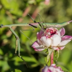 Pseudomantis albofimbriata at Forde, ACT - 14 Jan 2021