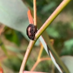 Edusella sp. (genus) (A leaf beetle) at Murrumbateman, NSW - 20 Nov 2020 by SimoneC