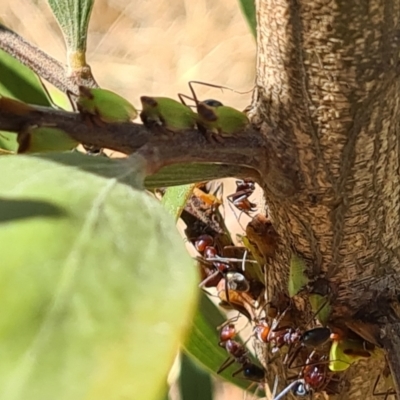 Sextius virescens (Acacia horned treehopper) at National Arboretum Woodland - 14 Jan 2021 by galah681