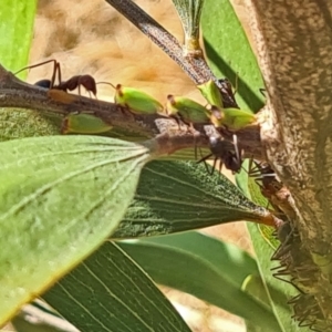 Sextius virescens at National Arboretum Woodland - 14 Jan 2021 10:49 AM