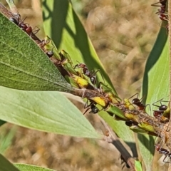 Sextius virescens at National Arboretum Woodland - 14 Jan 2021 10:49 AM