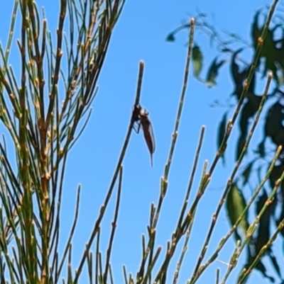 Unidentified Wasp (Hymenoptera, Apocrita) at National Arboretum Woodland - 14 Jan 2021 by galah681