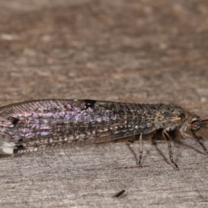 Bandidus canifrons at Melba, ACT - 3 Jan 2021 10:33 PM