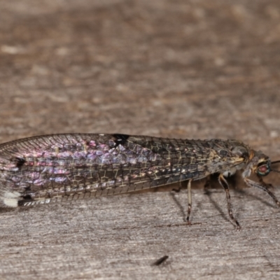 Bandidus canifrons (An Antlion Lacewing) at Melba, ACT - 3 Jan 2021 by kasiaaus