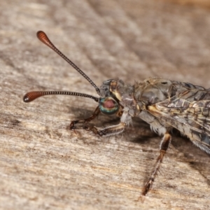 Bandidus canifrons at Melba, ACT - 3 Jan 2021 10:33 PM