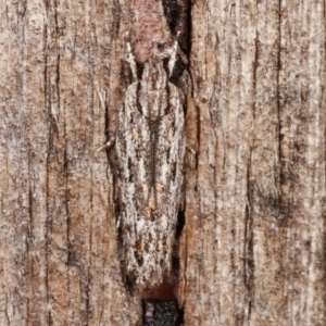 Ardozyga undescribed species nr amblopis at Melba, ACT - 3 Jan 2021 10:34 PM
