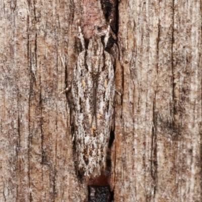Ardozyga undescribed species nr amblopis (A Gelechioid moth) at Melba, ACT - 3 Jan 2021 by kasiaaus