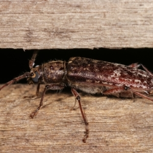 Phacodes obscurus at Melba, ACT - 3 Jan 2021