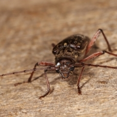 Phacodes obscurus at Melba, ACT - 3 Jan 2021