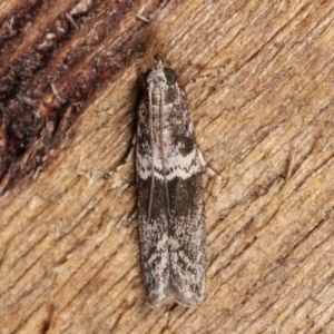 Tylochares cosmiella at Melba, ACT - 3 Jan 2021 10:26 PM