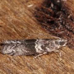 Tylochares cosmiella at Melba, ACT - 3 Jan 2021 10:26 PM