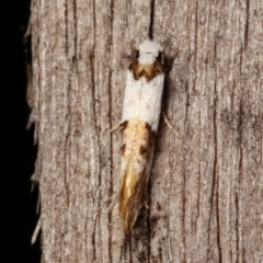 Monopis meliorella (Blotched Monopis Moth) at Melba, ACT - 3 Jan 2021 by kasiaaus