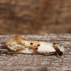 Monopis meliorella at Melba, ACT - 3 Jan 2021