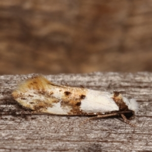 Monopis meliorella at Melba, ACT - 3 Jan 2021