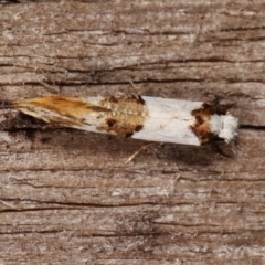 Monopis meliorella at Melba, ACT - 3 Jan 2021