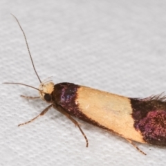 Eulechria heliophanes (A Concealer moth) at Melba, ACT - 3 Jan 2021 by kasiaaus