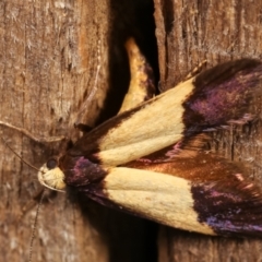 Eulechria heliophanes (A Concealer moth) at Melba, ACT - 3 Jan 2021 by kasiaaus