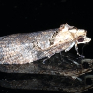 Cryptoptila immersana at Ainslie, ACT - 12 Jan 2021