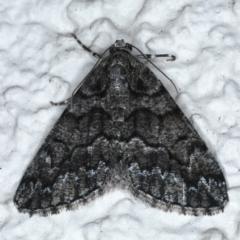 Lipogya exprimataria (Jagged Bark Moth) at Ainslie, ACT - 12 Jan 2021 by jbromilow50