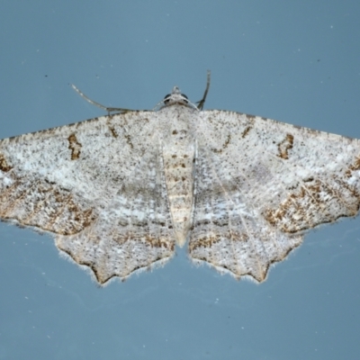 Dissomorphia australiaria (Dashed Geometrid, Ennominae) at Ainslie, ACT - 12 Jan 2021 by jbromilow50