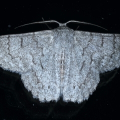 Crypsiphona ocultaria (Red-lined Looper Moth) at Ainslie, ACT - 12 Jan 2021 by jb2602