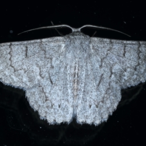 Crypsiphona ocultaria at Ainslie, ACT - 12 Jan 2021