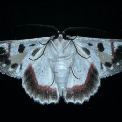 Crypsiphona ocultaria at Ainslie, ACT - 12 Jan 2021 09:16 PM