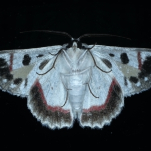 Crypsiphona ocultaria at Ainslie, ACT - 12 Jan 2021