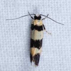 Telecrates melanochrysa at Melba, ACT - 3 Jan 2021 10:38 PM