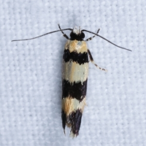 Telecrates melanochrysa at Melba, ACT - 3 Jan 2021 10:38 PM