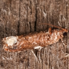 Olethreutinae (subfamily) (Unidentified leaf roller) at Melba, ACT - 3 Jan 2021 by kasiaaus