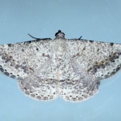 Taxeotis intextata (Looper Moth, Grey Taxeotis) at Ainslie, ACT - 12 Jan 2021 by jbromilow50