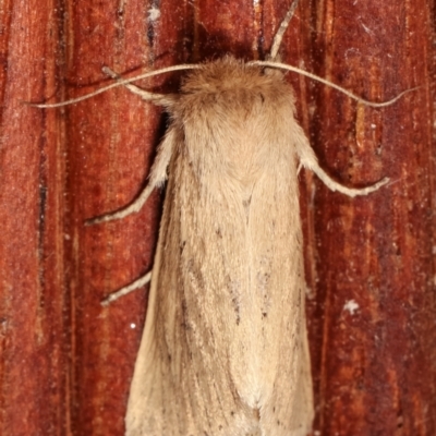 Bathytricha truncata (Sugarcane Stem Borer, Maned Moth) at Melba, ACT - 3 Jan 2021 by kasiaaus