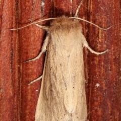 Bathytricha truncata (Sugarcane Stem Borer, Maned Moth) at Melba, ACT - 3 Jan 2021 by kasiaaus